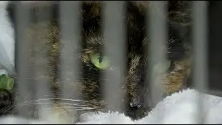 Holiday plants safe for pets: what to avoid this season