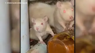 Homeowner arrested, house condemned as hundreds of rats found inside