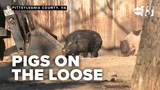 Homeowner battles decade-long pig problem with petition