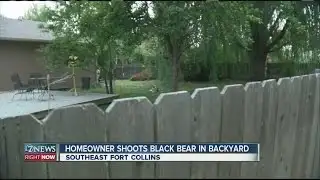 Homeowner shoots a black bear in backyard