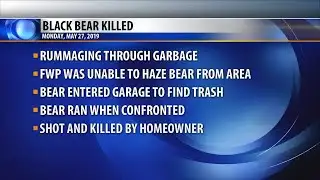 Homeowner shoots black bear in Miles City