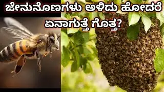 Honey bee interesting facts / ಜೇನುನೊಣಗಳು ಅಳಿದು ಹೋದರೆ ಏನಾಗುತ್ತೆ ಗೊತ್ತ? 