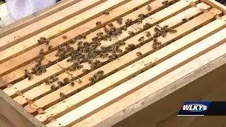 Honeybear Farms connects local farms to the community