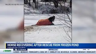 Horse rescued from frozen pond