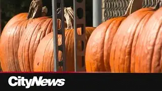 Hot and dry summer leads to small pumpkin harvests this year