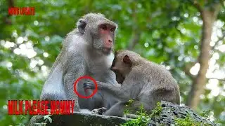 HOT NEWS... TINY CUTE JONNA GOT LESSON BITE WHEN SHE