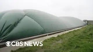 How a new process can turn cow waste into usable gas