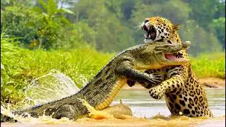 আমাজনের অন্ধকার রহস্য | How Animals Survive in the Wild | Amazon Jungle