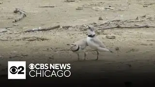 How are endangered piping plovers being protected from climate change? Is it enough?