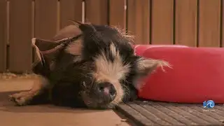 How are the animals handling the winter weather?