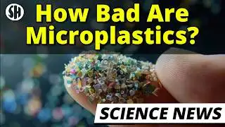 How Bad Are Microplastics?