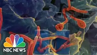 How Bad Will The Ebola Outbreak Get? | NBC News
