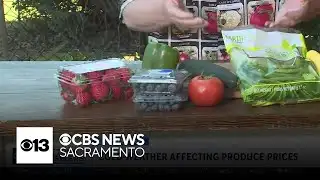 How cold weather affects produce prices | Lunch Break with Michael Marks