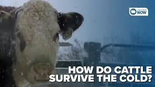 How do cattle stay warm during the dangerously cold winter months