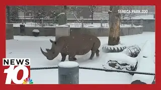 How do zoos keep animals warm during winter weather?