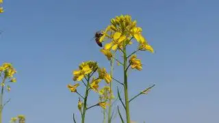 How does a bee get honey from mustard?