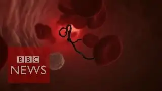 How does Ebola attack human cells? BBC News