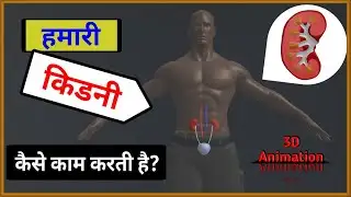 How does our Kidney work? | हमारा किडनी कैसे काम करता है? | Function of Kidney | 3D Animation 🔥🔥🔥