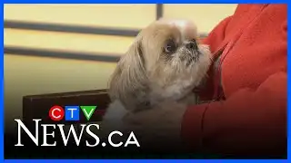 How Elderdog Canada helps seniors and their pets