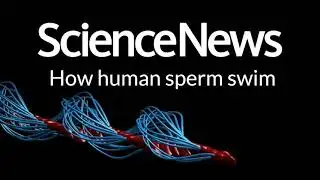 How human sperm swim | Science News