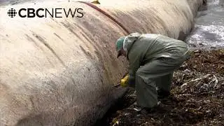 How scientists preserved a blue whale skeleton