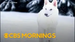 How scientists say they revived dire wolves from extinction