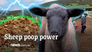 How sheep poop is powering a farm in drought-hit Chile