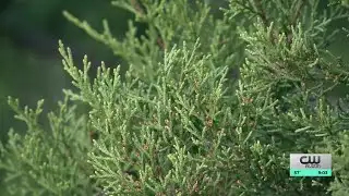 How to brace for peak Cedar Fever season