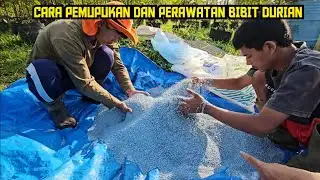 🟠🟠 HOW TO FERTILISE DURIAN SEEDLINGS IS THE SAME AS WHEN PLANTING DURIAN 🌳🌳