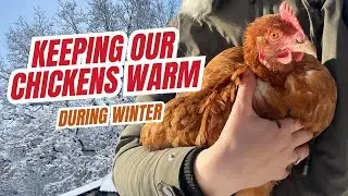 How to Keep Chickens Warm in Winter | What We Learned the Hard Way