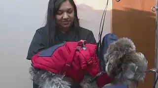 How to keep pets safe this winter