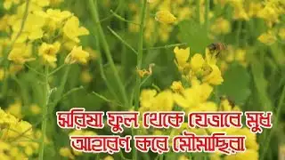 How to make honey from the mustard flower