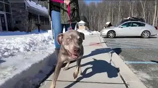 How to protect your pets from the dangerous cold