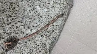 How to protect your yard from Hammerhead Flat Worms