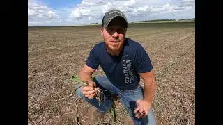 How to Read a Tissue Test: 4 Keys to Better Nutrient Management