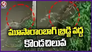 Huge Python Appeared AT Moosaram Bagh Bridage  V6 News