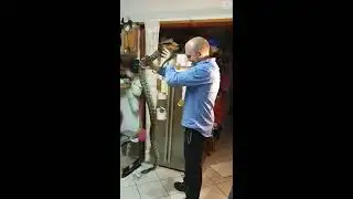 Huge python lunges at snake catcher