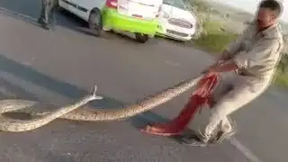 Huge python snaps at cop trying to save it