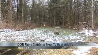 Humane Society using Christmas trees for animal habitats