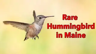 Hummingbird Banding