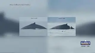 Humpback whale injured in Glacier Bay after suspected vessel strike