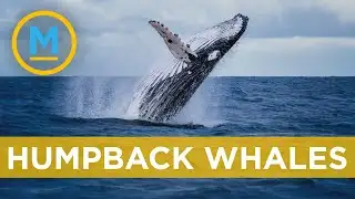Humpback whale population is on the rise | Your Morning