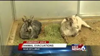 Hundreds of Animals Evacuated