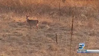 Hunter Killed After Deer He Shot Attacks