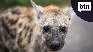 Hyenas - Behind the News