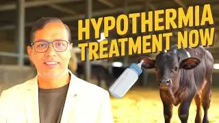 Hypothermia Treatment Tips for Buffalo Calves?