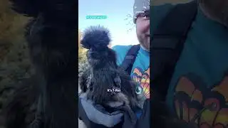 I Gave My Chicken Tiny Little Arms 😂😂