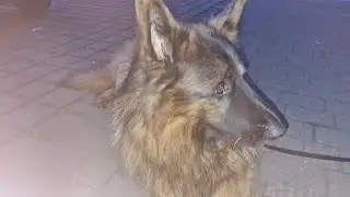 I have sad news about Aresk.