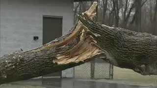 Ice causes massive tree branch to fall in northwest suburbs
