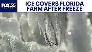 Ice covers Florida farm after overnight freeze